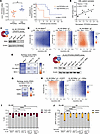 Low B56α expression levels impair the response to venetoclax-azacitidine tr