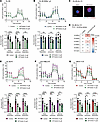 PP2A-B56α heterocomplex stabilization decreases OXPHOS in venetoclax-azacit
