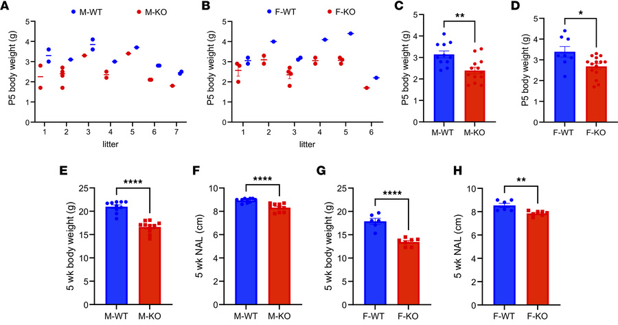 
Snord116-KO mice present early postnatal growth retardation.
(A and B) ...