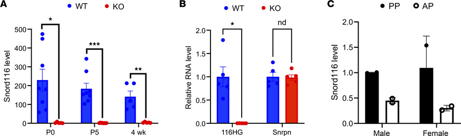 
Snord116 is expressed in the mouse pituitary throughout life and in bot...
