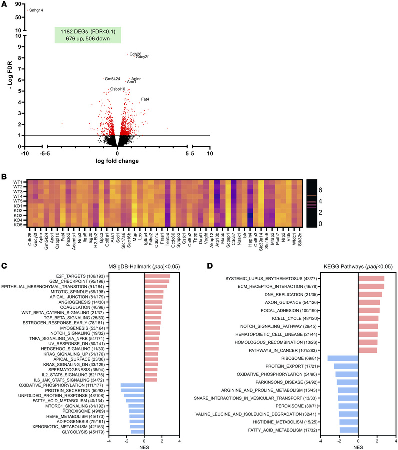 Transcriptomic analysis of pituitaries from 4-week-old male Snord116-KO ...
