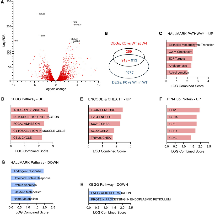 Transcriptomic features shared by male 4-week-old Snord116-KO and immatu...