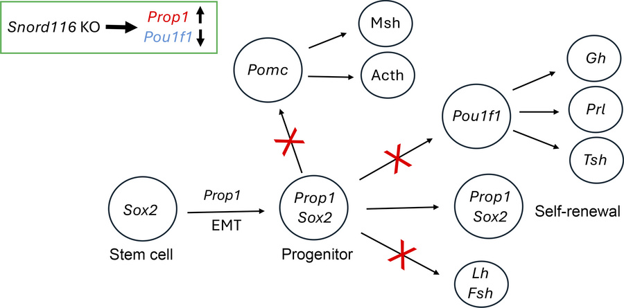 
Snord116 may influence the development of hormone-producing cells in th...