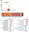 Transcriptomic analysis of pituitaries from 4-week-old male Snord116-KO mic