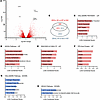 Transcriptomic features shared by male 4-week-old Snord116-KO and immature