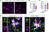 Allantoin supplementation reduced Aβ pathology through promoting microglial