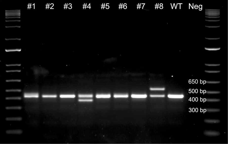 Agarose gel of BMPR2 gene–edited lamb genotypes.
A 431 bp WT amplicon of...