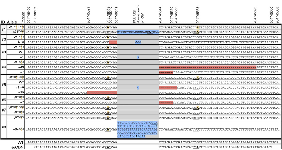 Edited BMPR2 alleles identified by Amplicon-EZ sequencing.
Alleles shown...