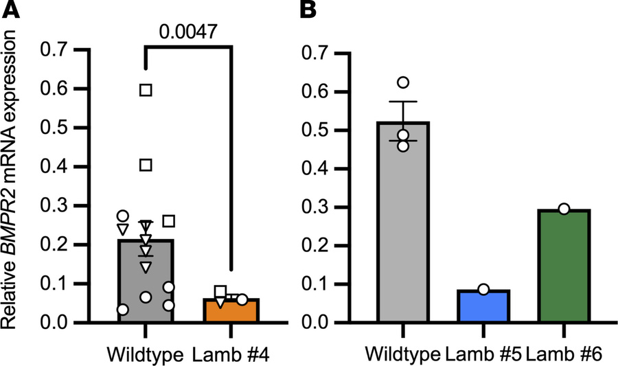 Relative BMPR2 mRNA expression in WT and BMPR2-edited F0 lambs quantifie...