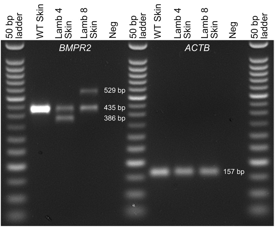 Expression of BMPR2 transcripts in ear skin of WT and BMPR2-edited F0 la...