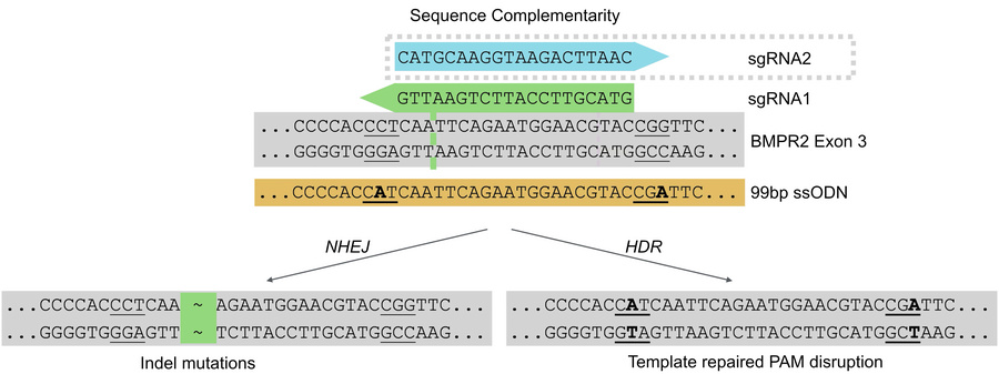 Editing sequence design.
Single guide RNA 1 (sgRNA1) (green) and sgRNA2 ...