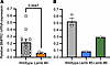 Relative BMPR2 mRNA expression in WT and BMPR2-edited F0 lambs quantified b