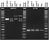 Expression of BMPR2 transcripts in ear skin of WT and BMPR2-edited F0 lambs