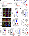Synthesis of pro–IL-1β and TNF-α in mouse keratinocytes stimulated with DNC
