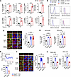 SP-NK1R signaling of human keratinocytes increases transcripts encoding pro