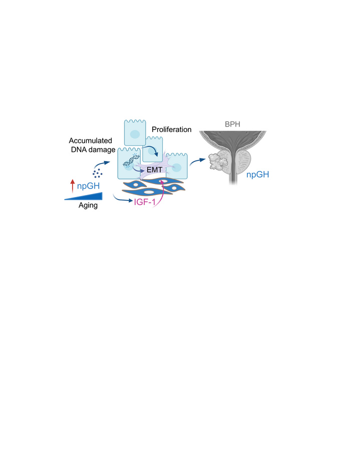 graphical abstract