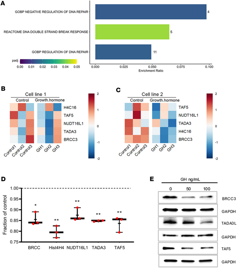 GH suppresses DNA damage repair pathways in HPrECs.
RNA-seq conducted on...