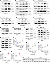 Prostate cell DNA damage response triggers npGH expression, further enhanci