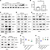 IGF-1 induces EMT and proliferation, but attenuates DNA damage.