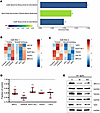 GH suppresses DNA damage repair pathways in HPrECs.