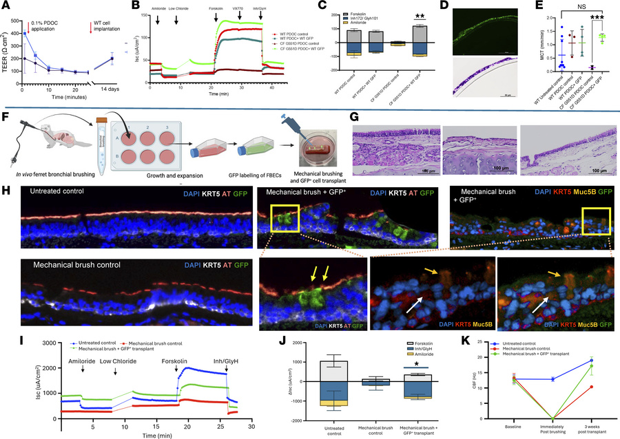 Functional reconstitution of ferret airway epithelium following basal ce...