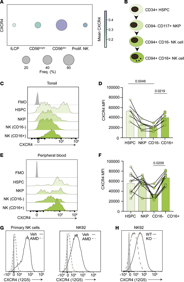 CXCR4 is expressed throughout human NK cell development.
(A) CXCR4 trans...