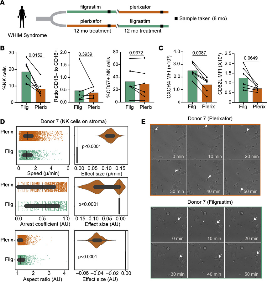 Plerixafor treatment of WHIM syndrome patients alters NK cell phenotype ...