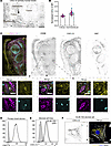 CXCL12 is found in sites that support human NK cell development.