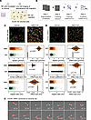 CXCR4-CXCL12 interaction promotes integrin-mediated arrest on stromal cells