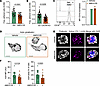 CXCR4 signaling promotes adhesion and integrin activation.