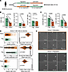 Plerixafor treatment of WHIM syndrome patients alters NK cell phenotype and