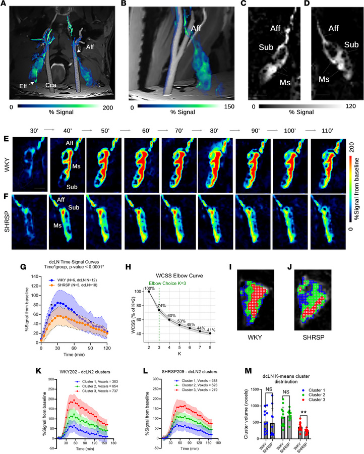 Reduced tracer transport in the dcLNs of hypertensive rats.
(A) MIP of a...