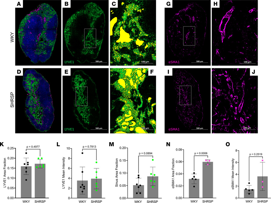 Histopathology of dcLNs from WKY and SHRSP rats.
(A–C, G, and H) Represe...