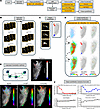 Computational pipeline for gSB analysis of dcLN DCE-MRI data.
