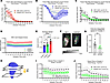 Lymph flow through the dcLNs is reduced in chronic hypertension.