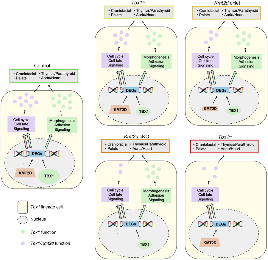 Molecular summary of Kmt2d and Tbx1 interactions in mouse embryos.
Model...