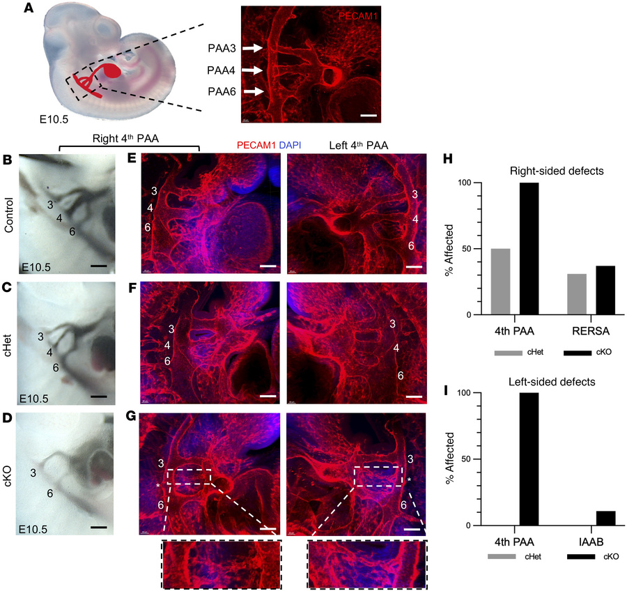 
Kmt2d-cKO embryos have more severe fourth PAA defects than other genoty...