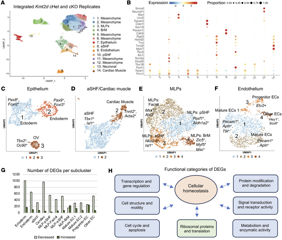 Single-cell RNA sequencing of cHet versus cKO embryos at E9.5 identifies...