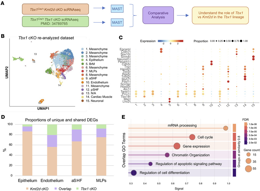 Comparison of the transcriptome from Kmt2d and Tbx1 datasets at E9.5.
(A...