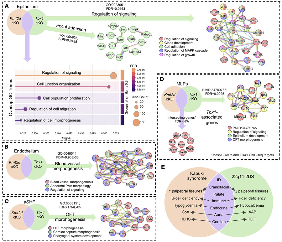 
Kmt2d and Tbx1 have shared and separate functions in the Tbx1 lineage a...