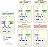 Molecular summary of Kmt2d and Tbx1 interactions in mouse embryos.