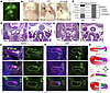 Kmt2d-cKO embryos exhibit thymus and parathyroid gland defects and third ph