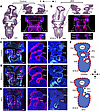 Kmt2d-cKO embryos have abnormal development of the third and fourth pharyng
