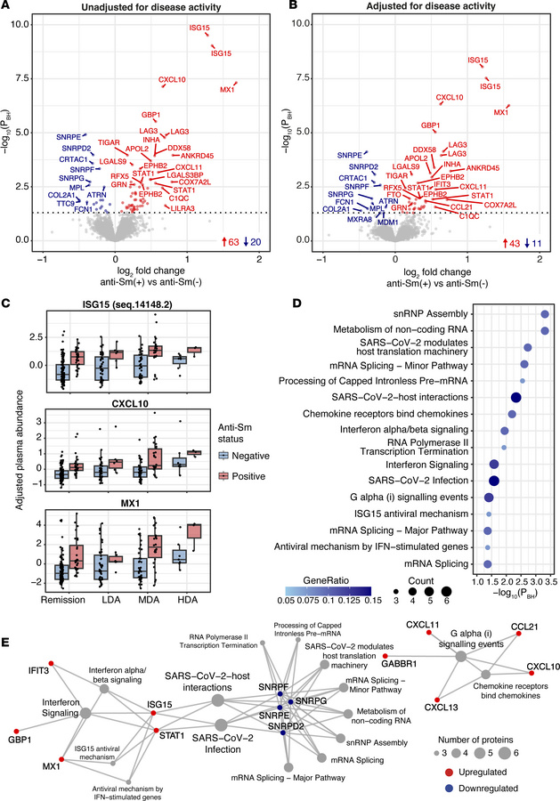 Proteins associated with anti-Sm autoantibodies.
(A) Proteins differenti...