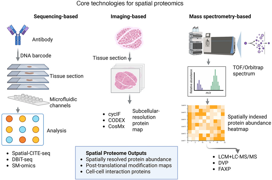 Core technologies for spatial proteomics.
Schematic overview of the 3 ma...
