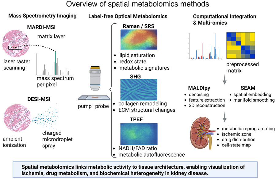 Overview of spatial metabolomics methods.
On the left, MS imaging (MSI) ...
