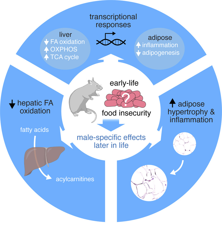 graphical abstract