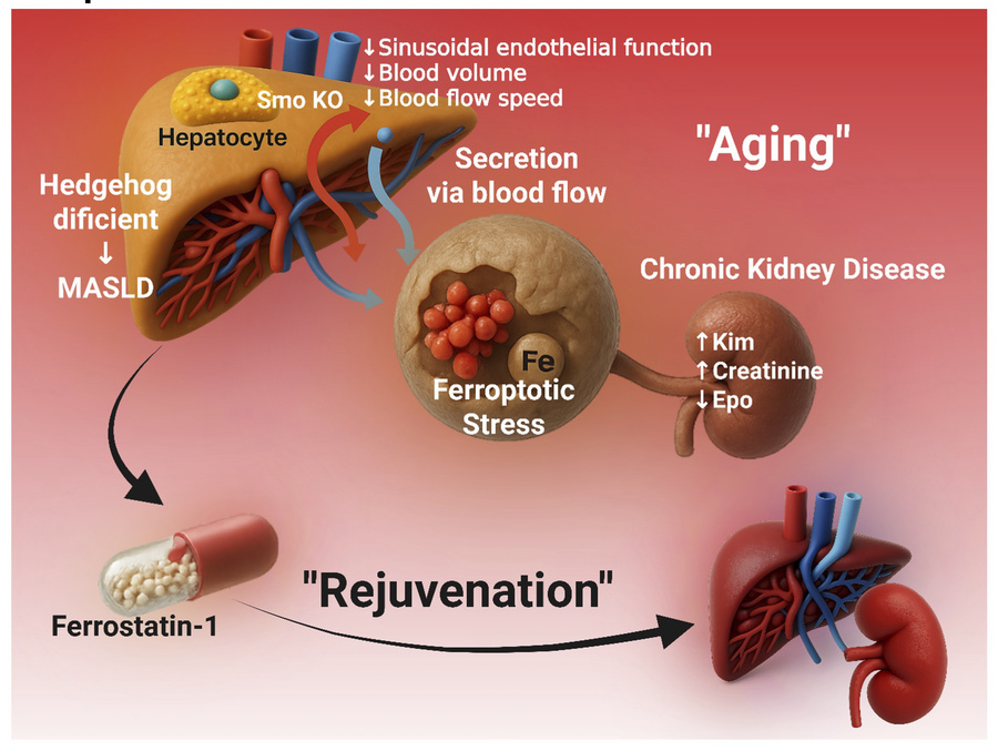graphical abstract