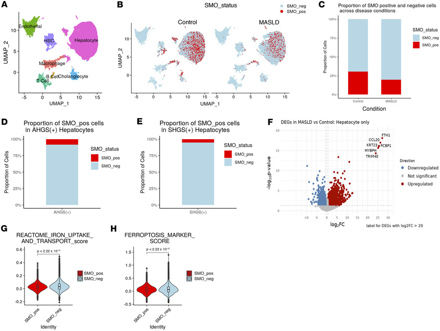 Human MASLD livers are enriched with Smo-deficient hepatocytes that exhi...