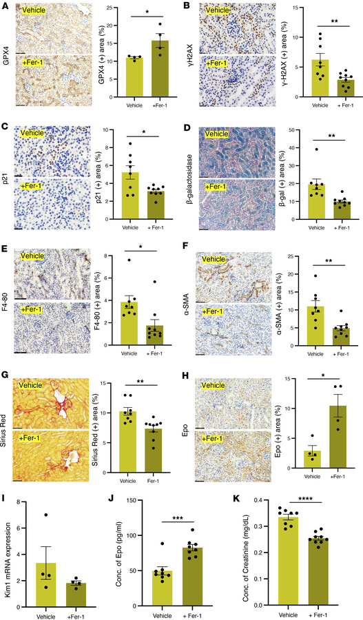 Ferrostatin-1 treatment mitigates renal ferroptotic stress, inflammation...